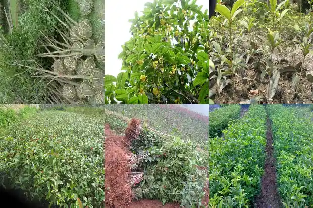 桂花树是常绿树吗还是落叶植物呢1687049237373