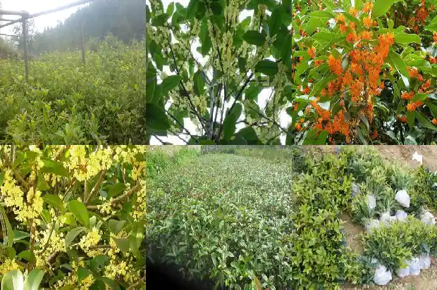桂花树是常绿树吗还是落叶植物呢1687049237420