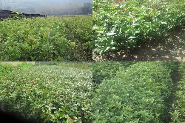 桂花树是不是落叶植物呢1687049245238