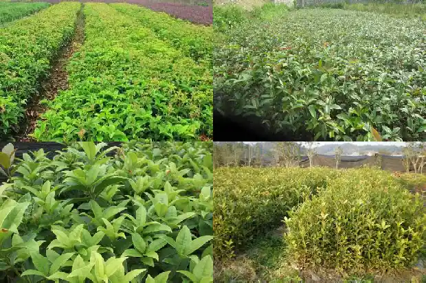 桂花树是不是落叶植物呢1687049245285