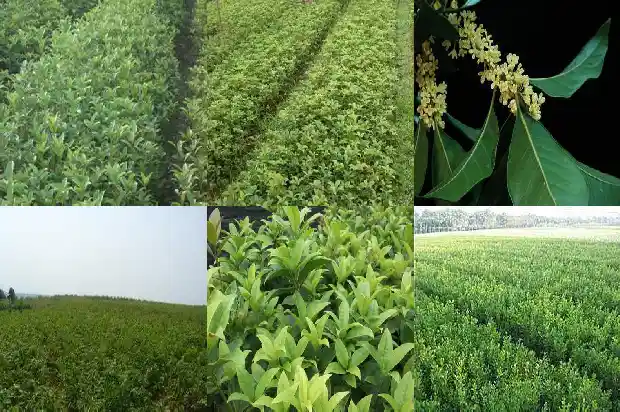 桂花树是常青树1687049266344
