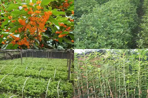 桂花树是常青树1687049266439