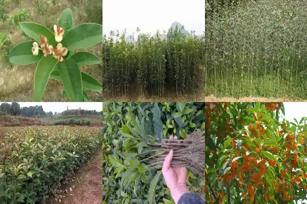 桂花树是常青树1687049266486