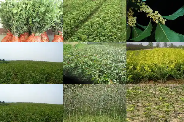 桂花树常绿还是落叶好1687049278357