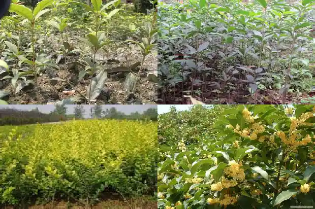 桂花树常绿还是落叶好1687049278452