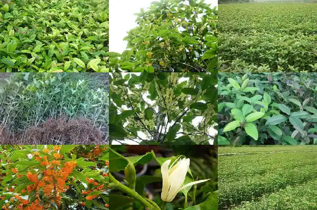 桂花树常绿还是落叶好1687049278499