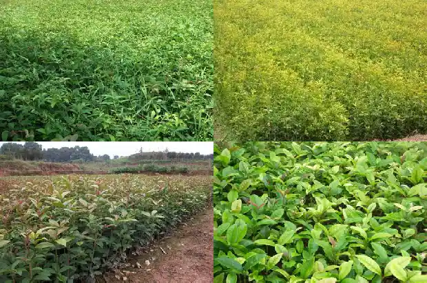 桂花树落叶树还是常绿树1687049286106