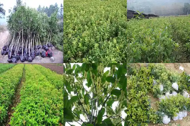 桂花树落叶树还是常绿树1687049286154