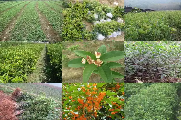 桂花树常绿阔叶吗1687049293484