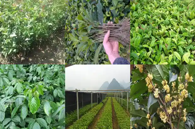 桂花树常绿灌木有哪些1687049303111