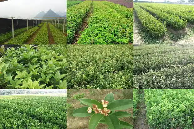 桂花树常绿灌木有哪些1687049303158