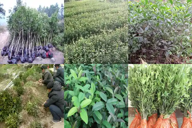 桂花树常绿灌木有哪些1687049303206