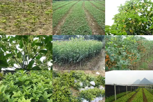 桂花树 灌木1687049314646