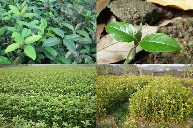 桂花树叶子出现洞1687049334112