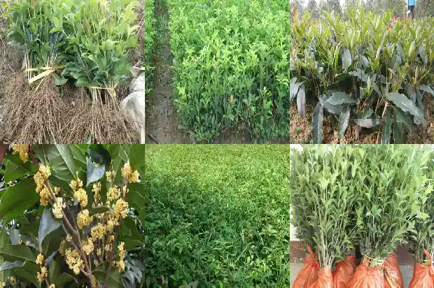 桂花属于木本植物1688518944929