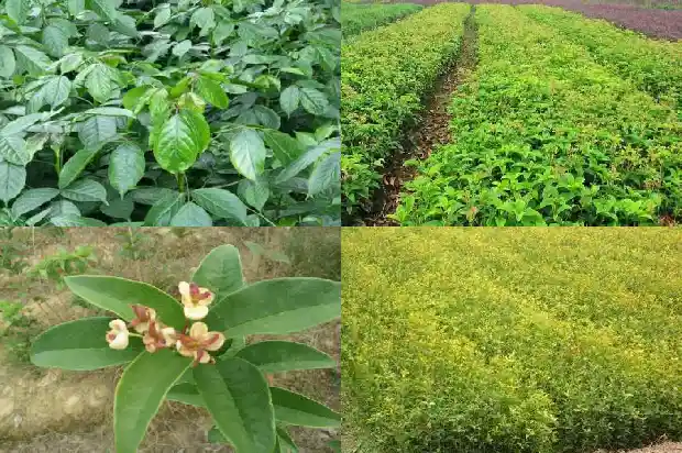 桂花树叶子出现洞1687049334207