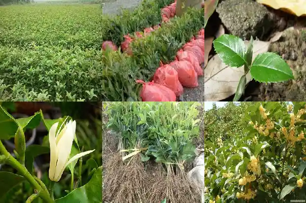 桂花树知识大全1687049346267