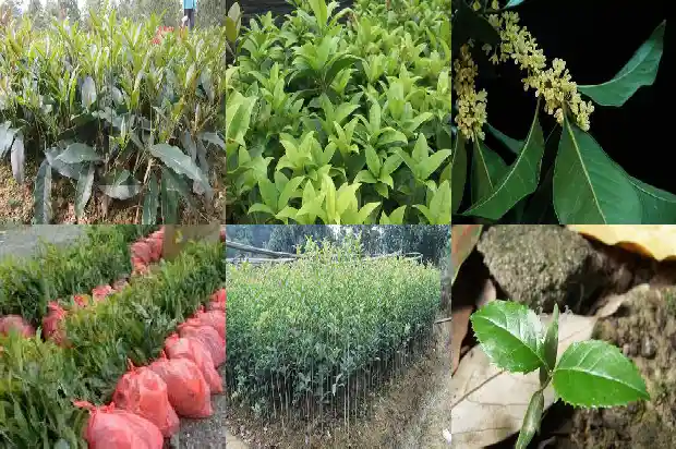 桂花树知识大全1687049346315