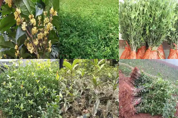 桂花树知识大全1687049346362