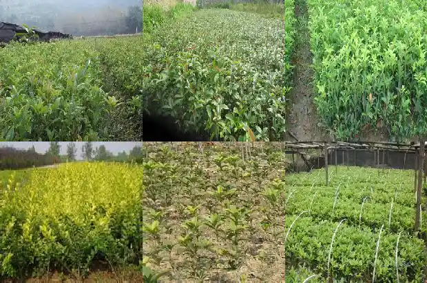 桂花树知识大全1687049346409