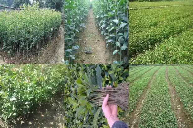 桂花属于树还是花1687049354500