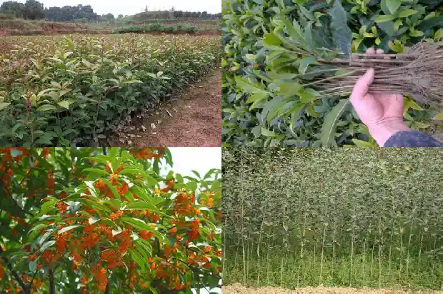 桂花树属于哪类植物类型1687049361954