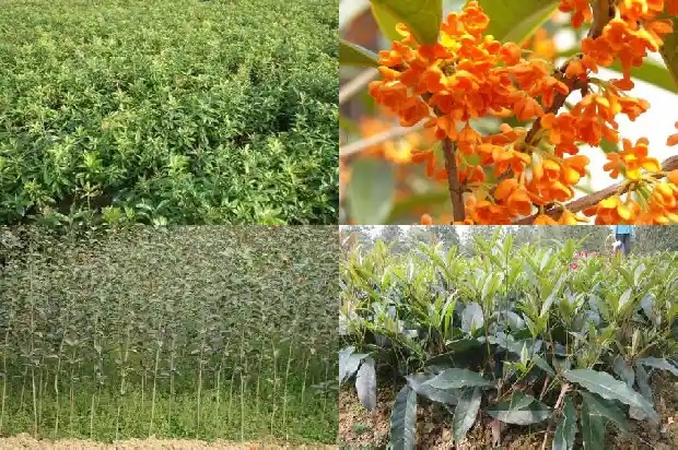 桂花树属于哪类植物类型1687049362001