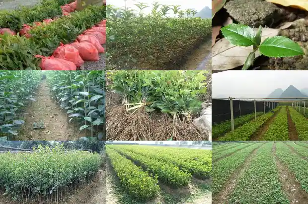 桂花树属于被子植物还是裸丝食物1687049373563