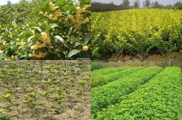 桂花树属于被子植物还是裸丝食物1687049373610