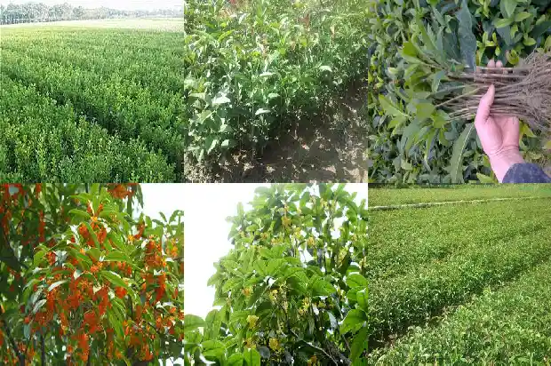 桂花树属于被子植物还是裸丝食物1687049373656