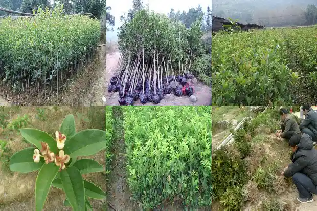 桂花树属于被子植物还是裸丝食物1687049373704