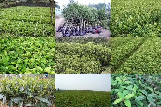 桂花树是树种还是果实1687049383012