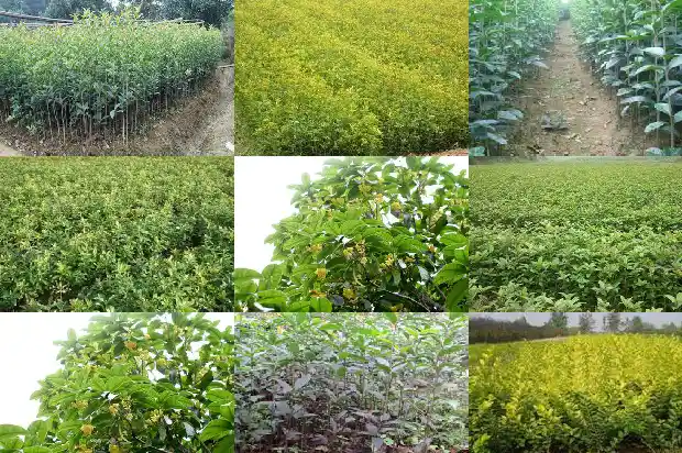 桂花树是树种还是果实1687049383060