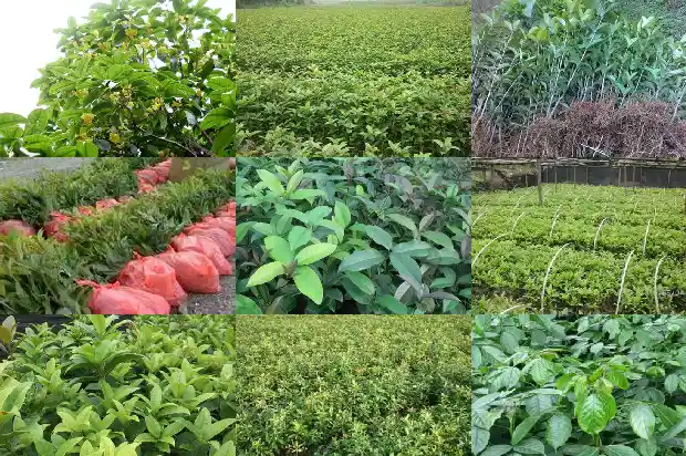 桂花树是树种还是果实1687049383108