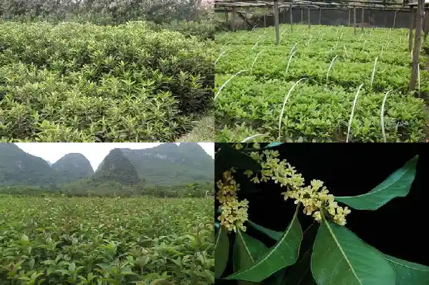 桂花属于常绿树还是落叶树类1687049403450