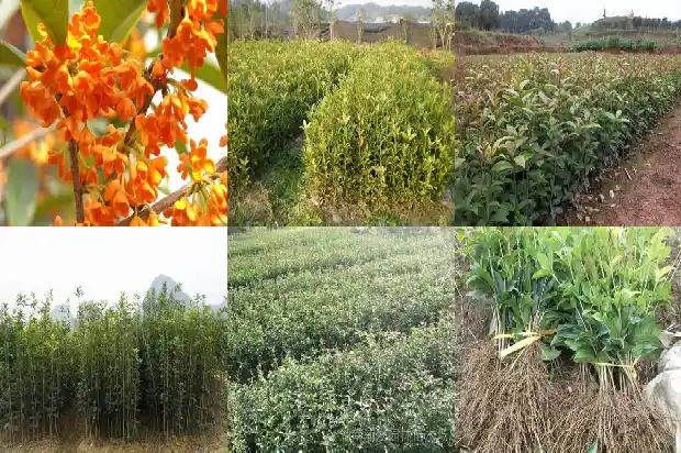 桂花是常绿还是落叶树呢1687049411426