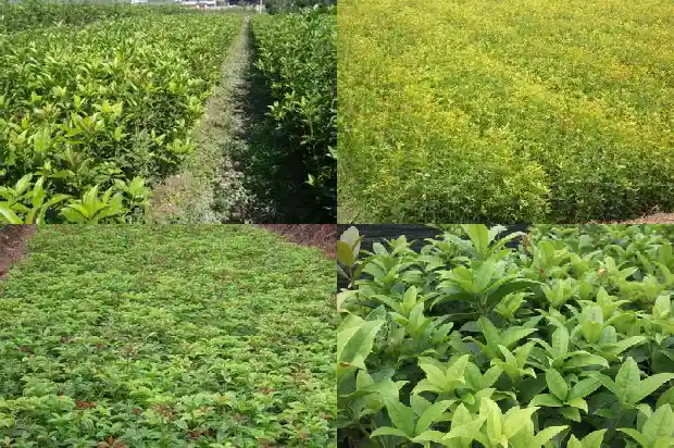 桂花是常绿还是落叶树类1687049440478