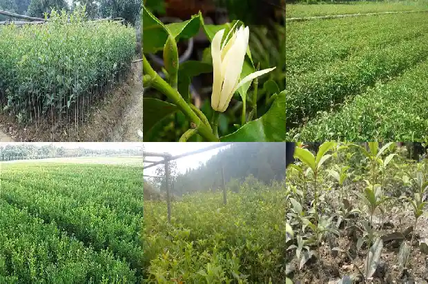 桂花树嫁接与不嫁接的区别1690417933469