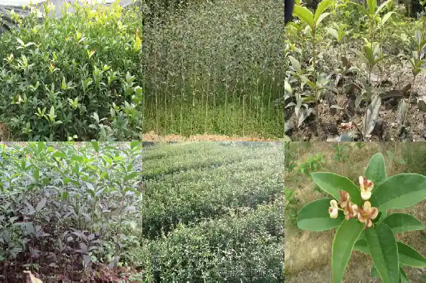 桂花树是阔叶树吗还是叶子1687049450406