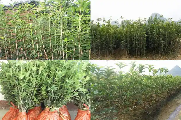 桂花树是阔叶树吗还是叶子1687049450499