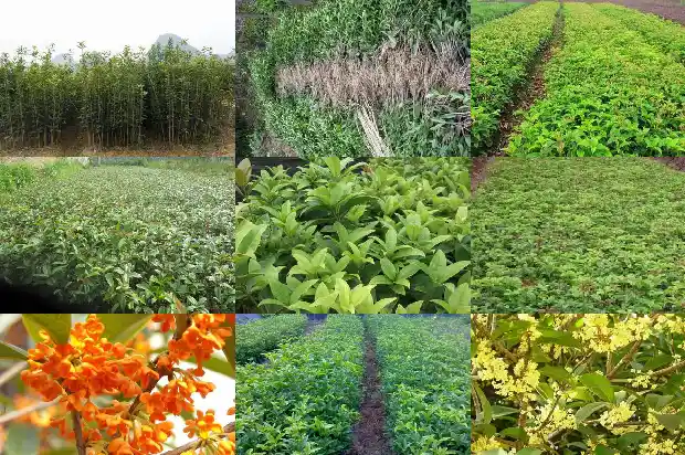 桂花树是热带常绿阔叶林吗对吗1687049459880