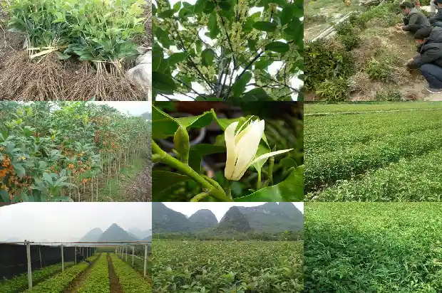 桂花树是热带植物吗?1687049467084