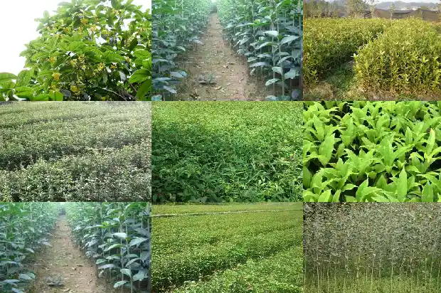 桂花树是热带植物吗?1687049467130