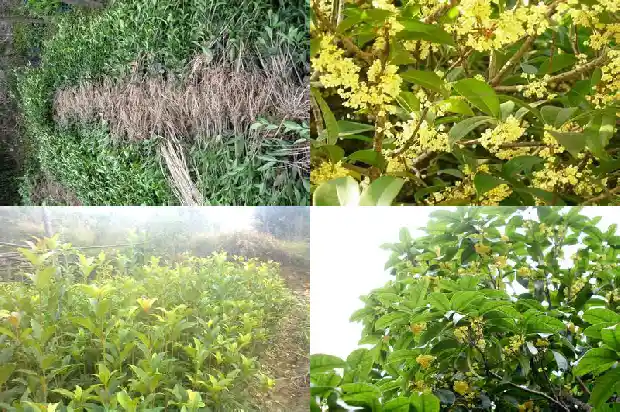 桂花是落叶树还是常绿树种1687049476694