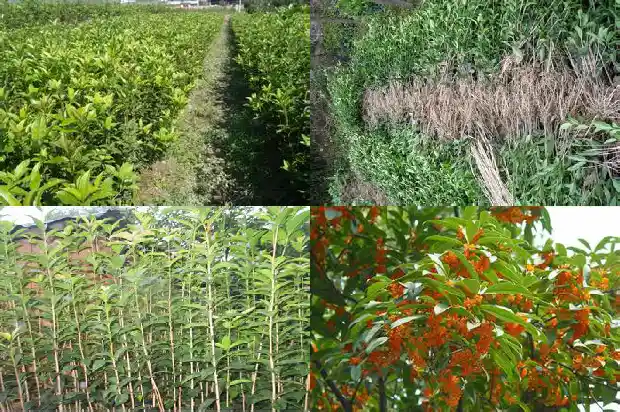 桂花可以配红茶喝吗1689577136599