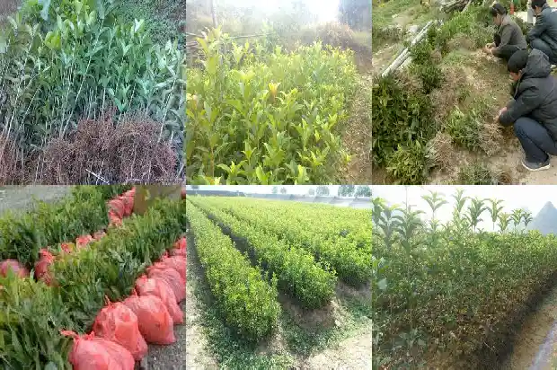 桂花是落叶还是常绿树1687049486525