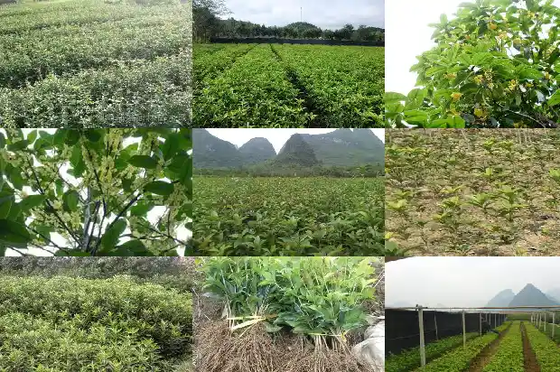 桂花树是落叶树还是常绿树种1687049496212
