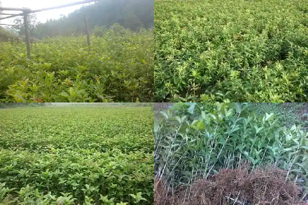桂花树是针叶还是阔叶1687049505891