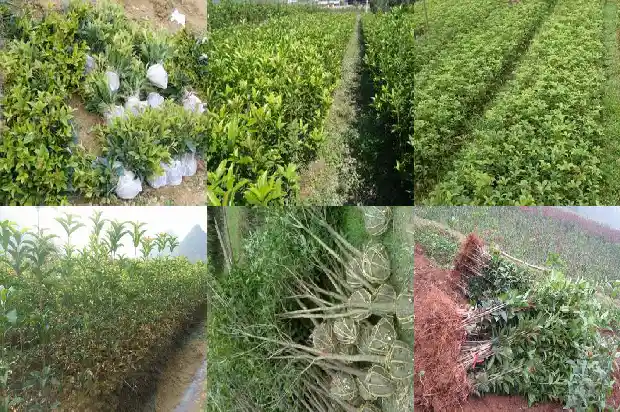 桂花树是不是常绿植物之王呢1687049513386