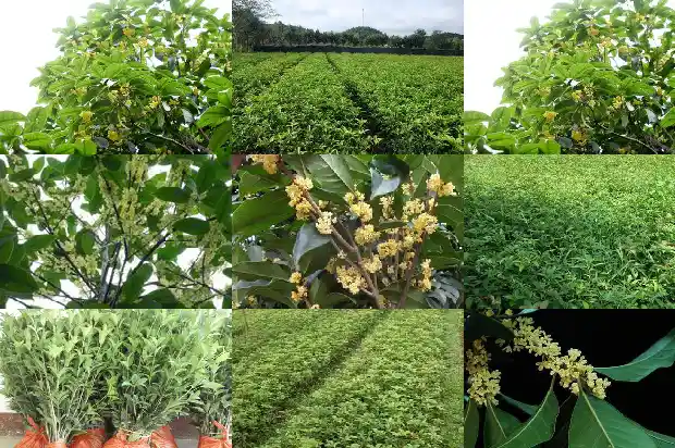 30公分桂花树多少钱一盆1689726900366